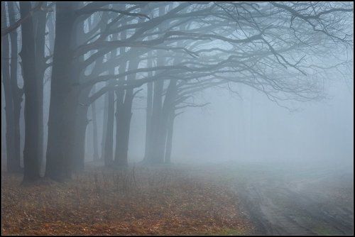 Mystik Forest///