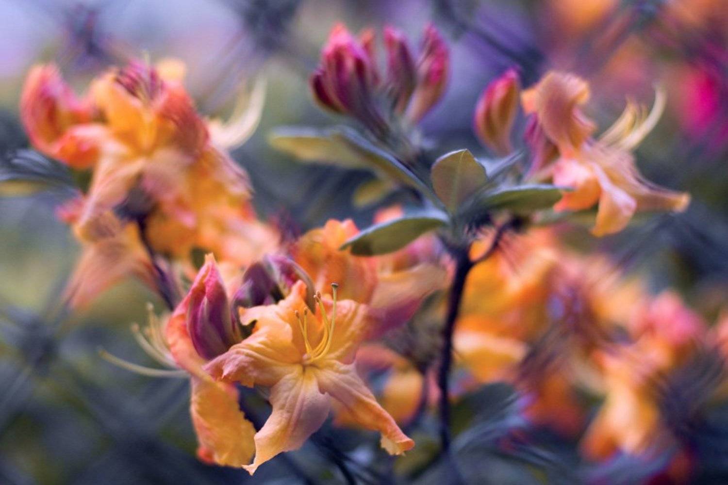 , Дмитрий Тараторкин