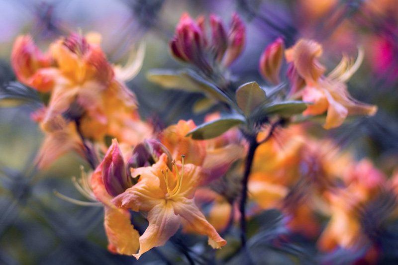 **** фото превью