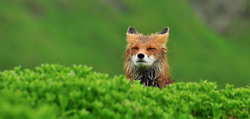 лиса, камчатка \