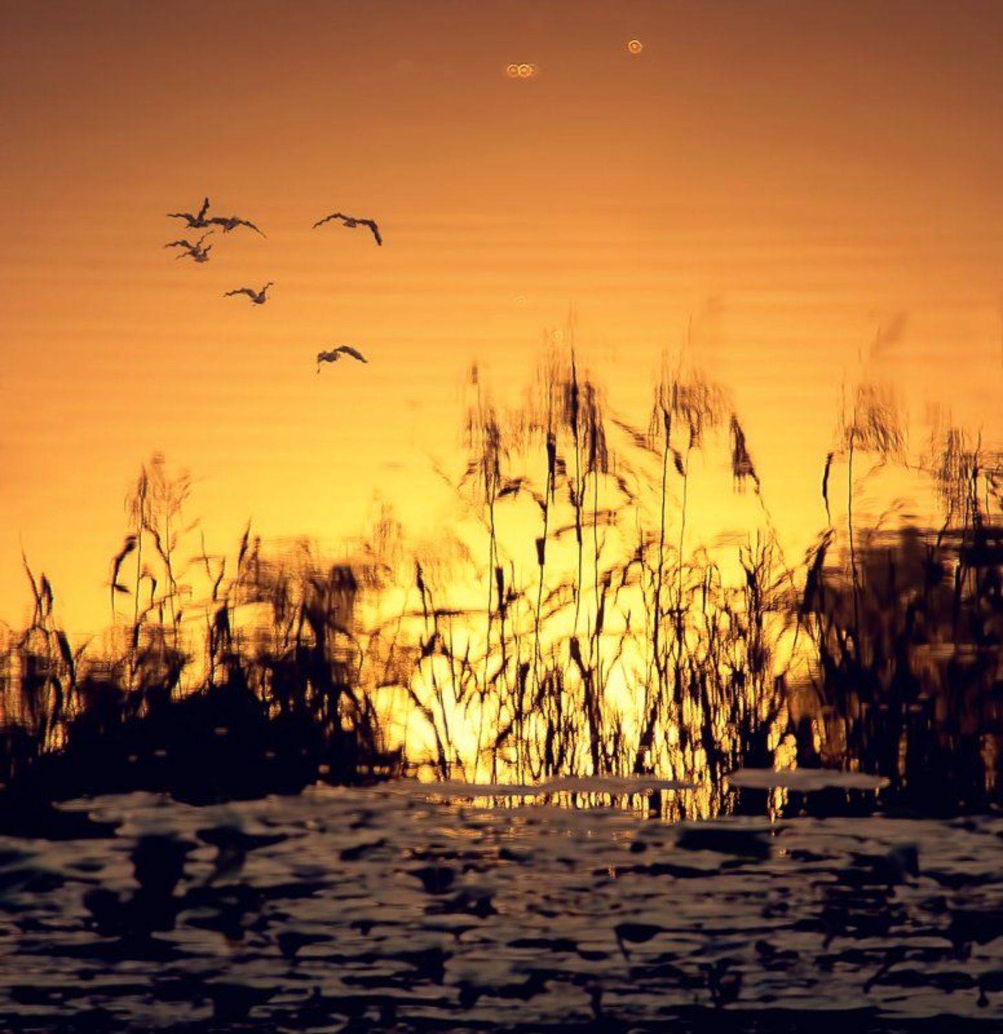 , Лана Тополева