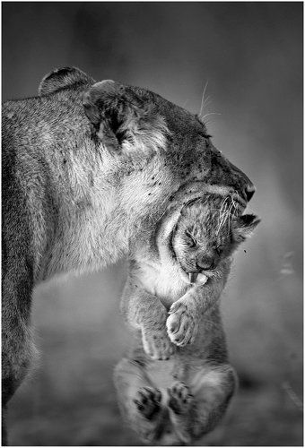 В маминой пасти.