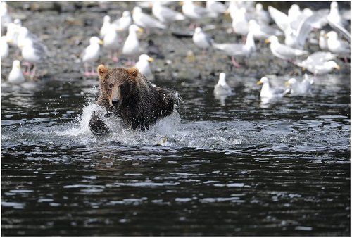 Сконцентрированый.