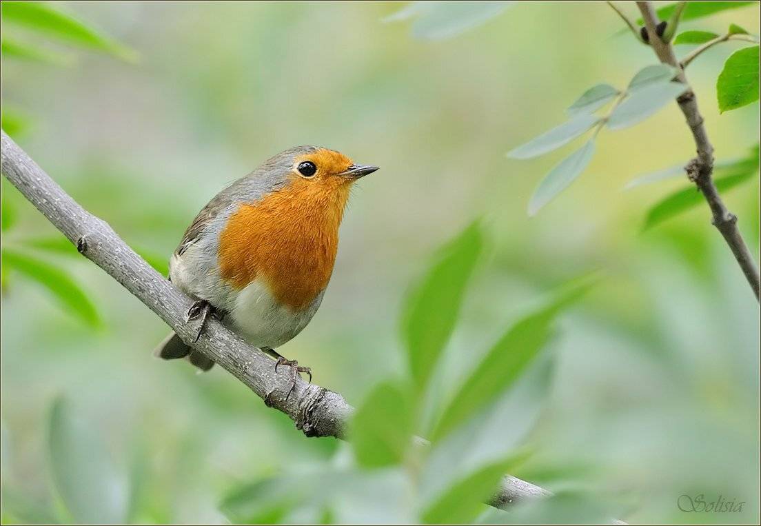 птицы, природа, зарянка, малиновка, erithacus rubecula, Солисия