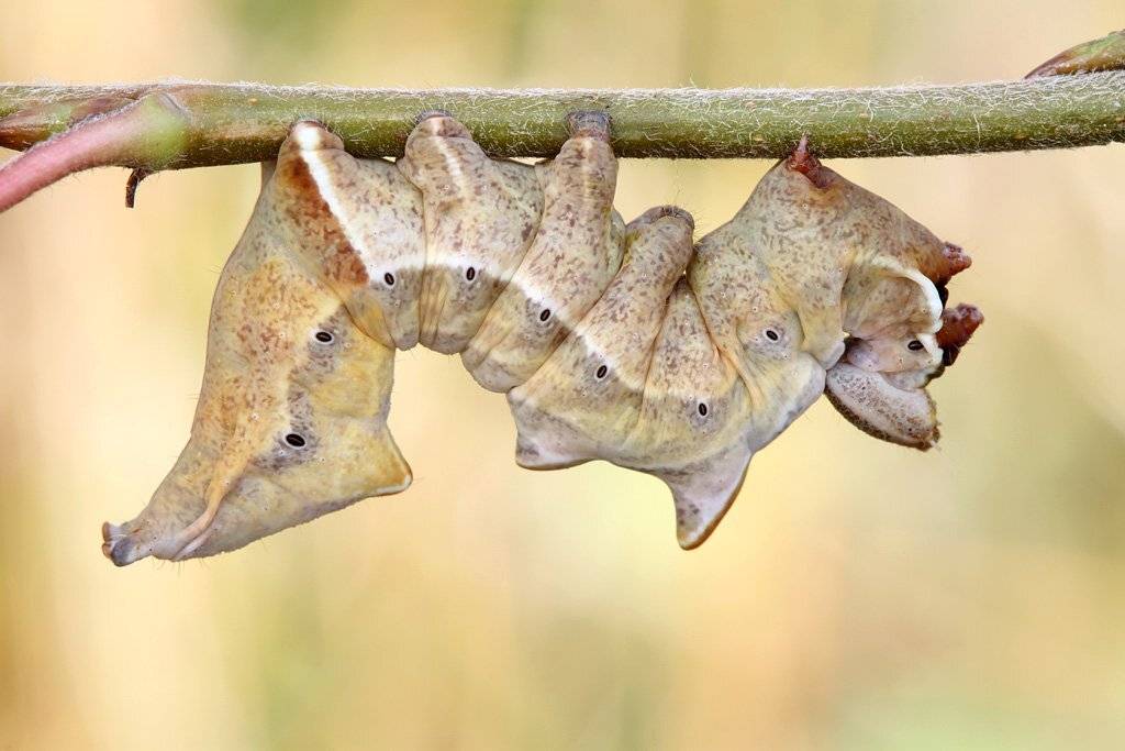 notodonta, tritophus, Сергей Таланов