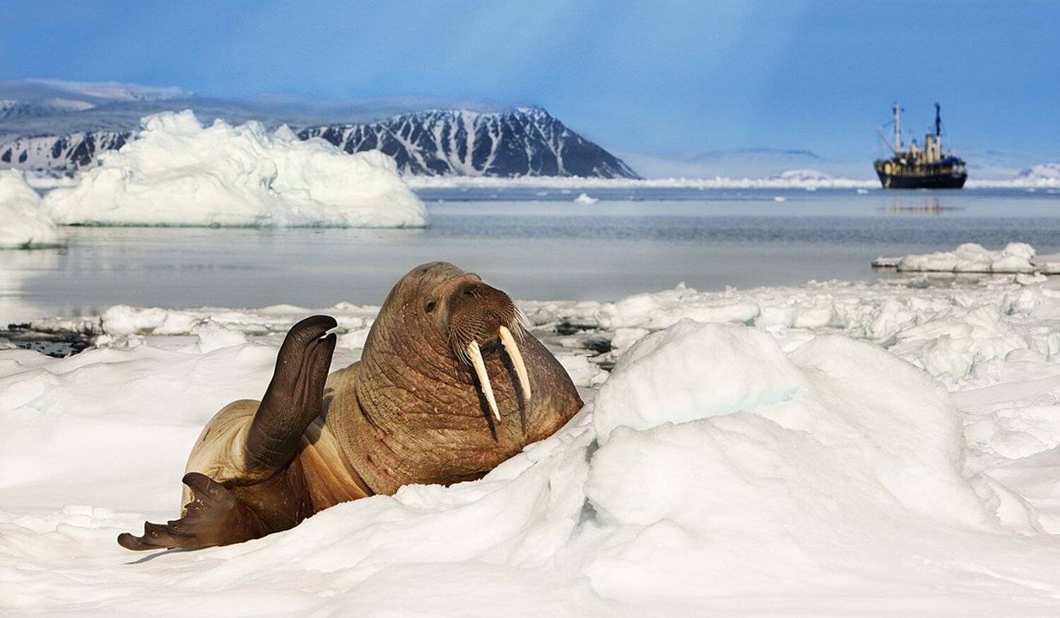 арктика, северный полюс, морж, Centurion