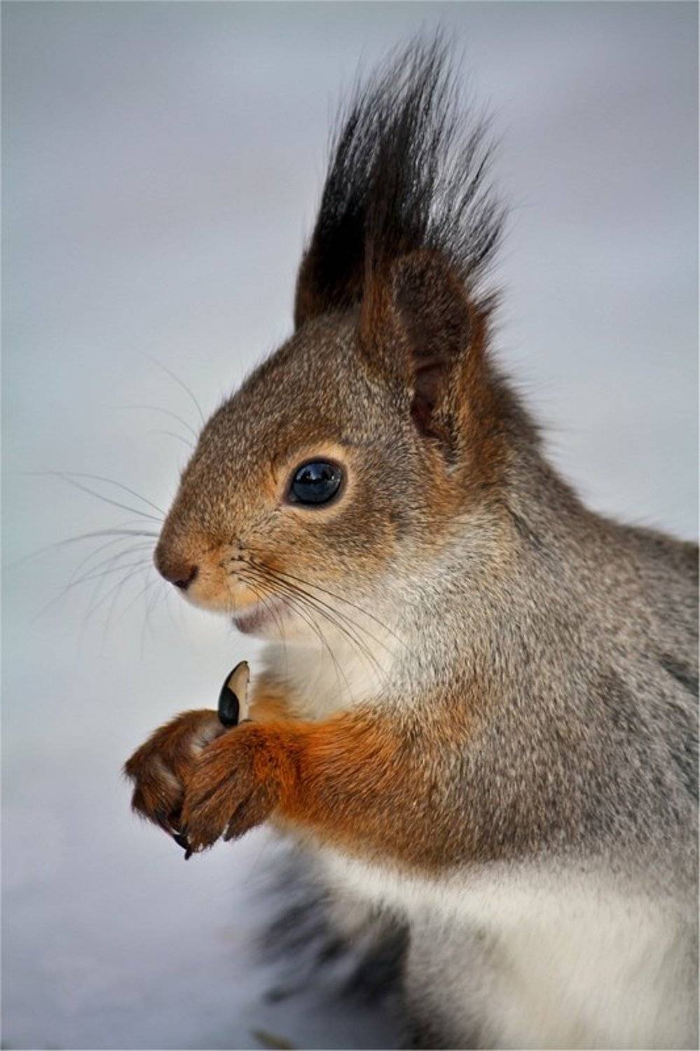 белка,природа,, Дмитрий Алексеев