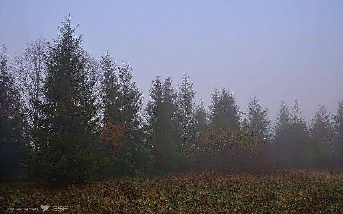 туман, лес, деревья, природа, пейзаж, Serj Master