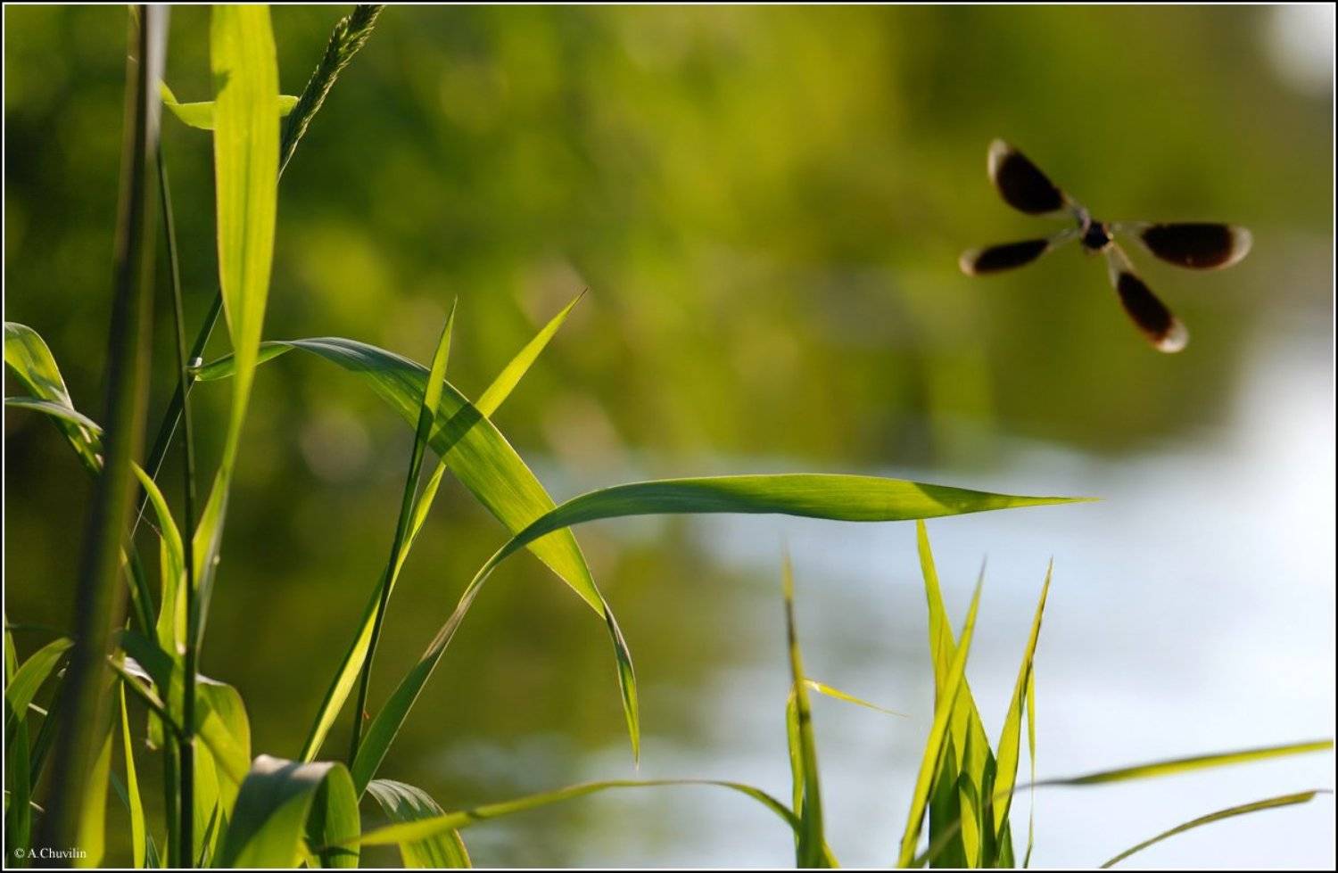стрекоза,река,лето,улетевшее, Александр Чувилин