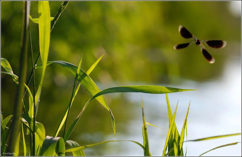 стрекоза,река,лето,улетевшее Улетевшее лето фото превью
