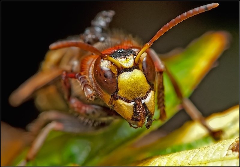 Шершень. фото превью
