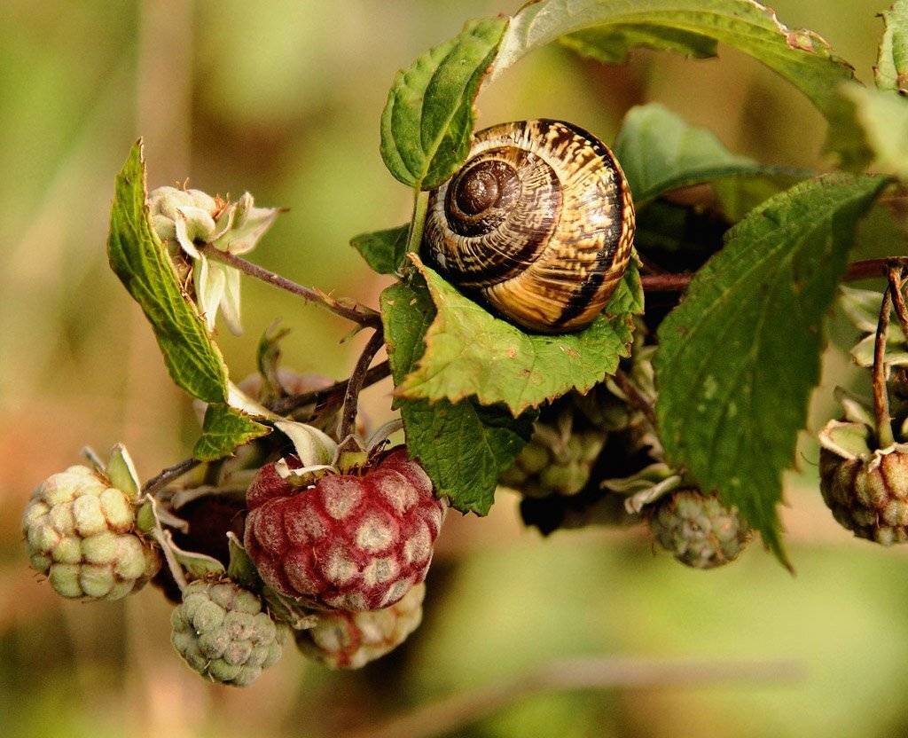 , Павел Дунюшкин