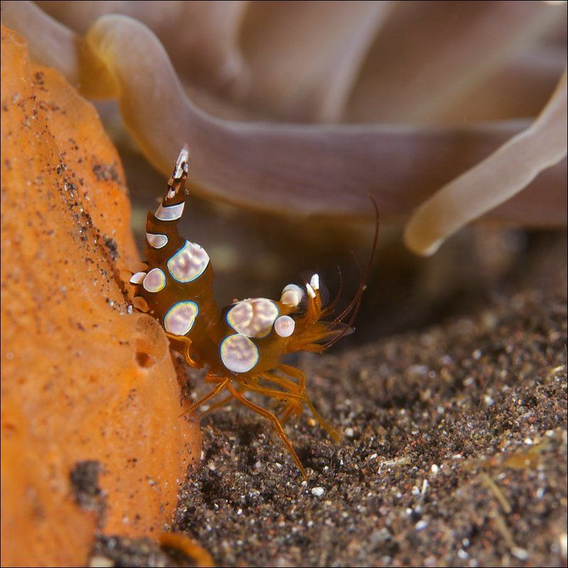 shrimp, sexy, underwater, bali Sexy shrimp. фото превью