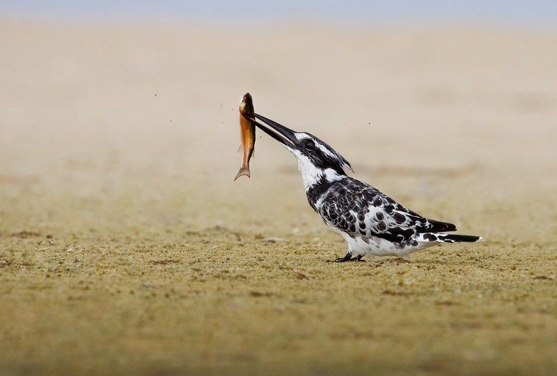 малый, пегий, зимородок кровожадный зимородок фото превью