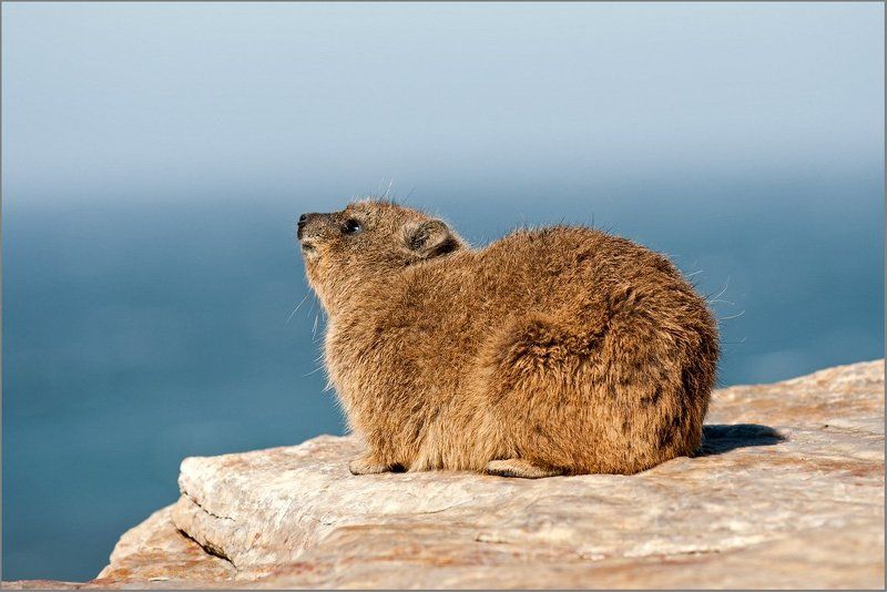 ЮАР, Намибия, Ботсвана май 2011 фото превью