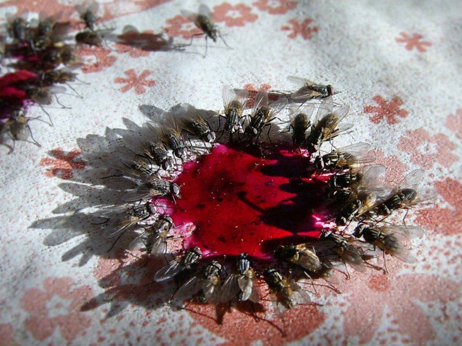 варенье, мухи, Андрей Заржецкий