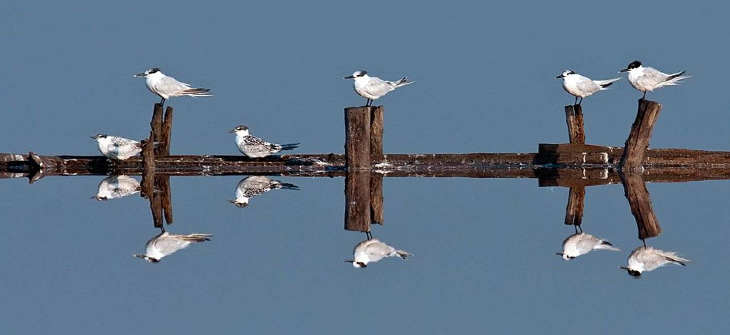 птицы, зеркало, вода, Жечо Планински
