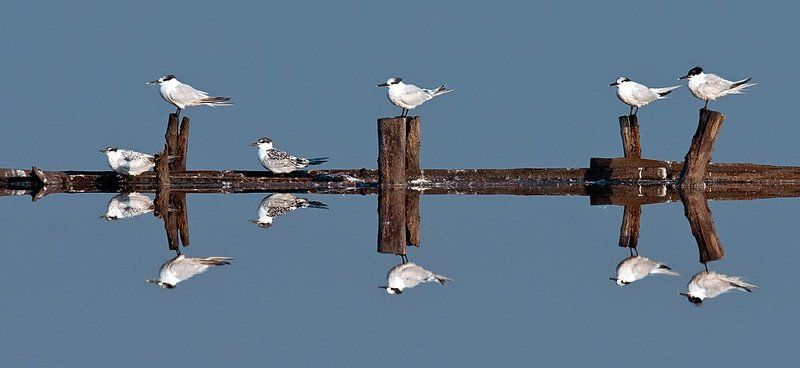 птицы, зеркало, вода 4+2=12 фото превью