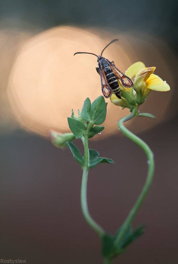 ростислав, canon 100mm macro usm,, Ростислав