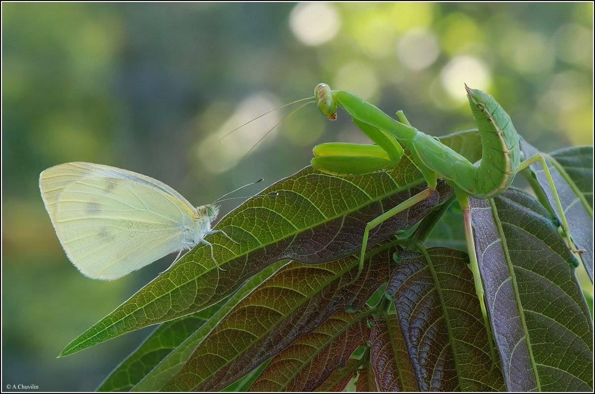 богомол,бабочка,знакомство, Александр Чувилин