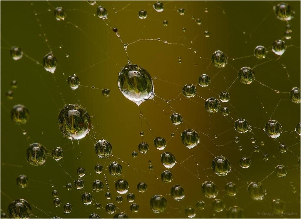 роса, паутина, Надежда Муравьёва