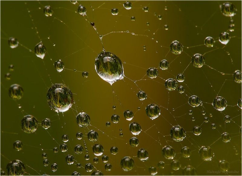 роса, паутина Взаимосвязи фото превью