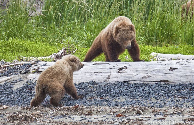 Царь горы / The King of the hill.  Alaska фото превью