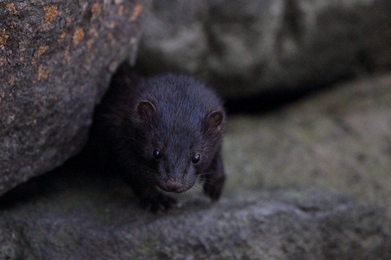 --- фото превью