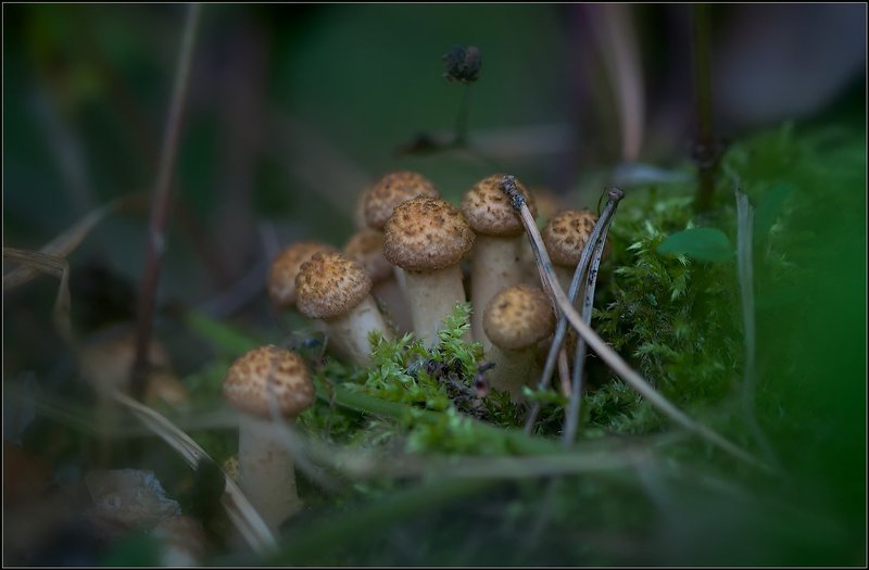 Грибная пора. фото превью