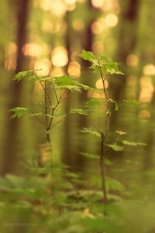 природа, , молдова, Vitalii