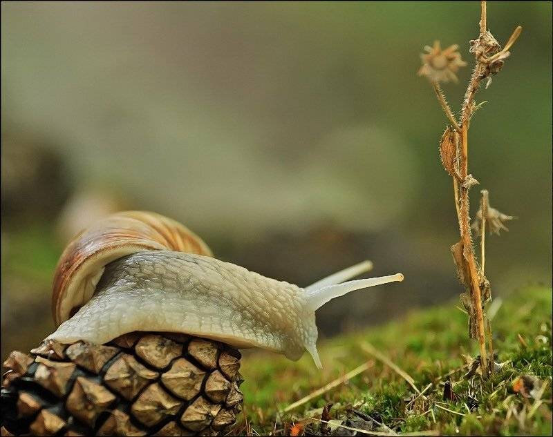 , Андрей Осокин