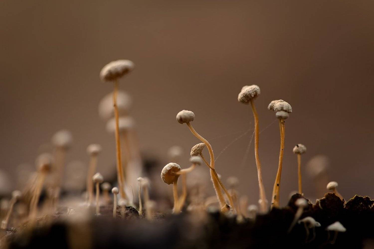 гриб, осень, Юлия