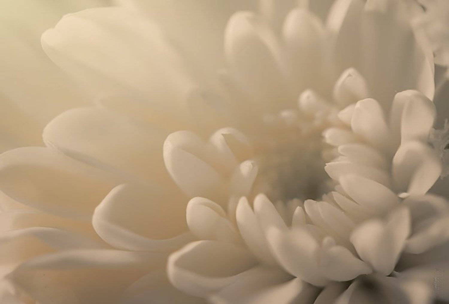 , Валерий Коновалов