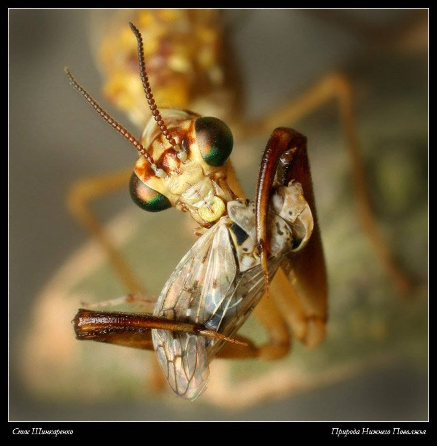 , Стас Шинкаренко