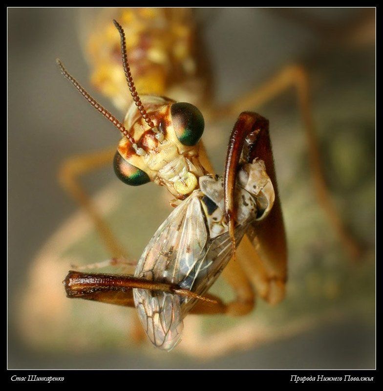 Трапеза монстра фото превью