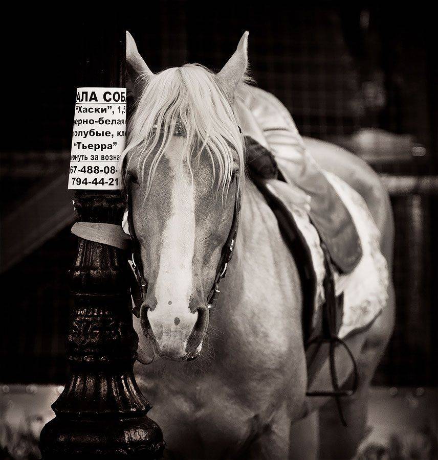 , Сергей Дымченко