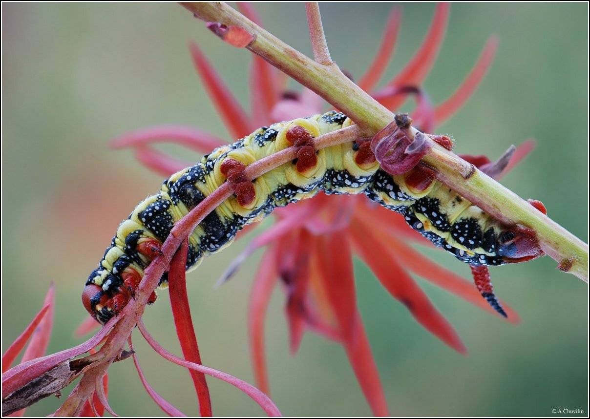 ракурс,гусеница,бражник,молочайный,euphorbiae, Александр Чувилин