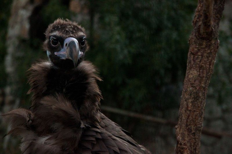 big bird portrait / портрет большой птички фото превью