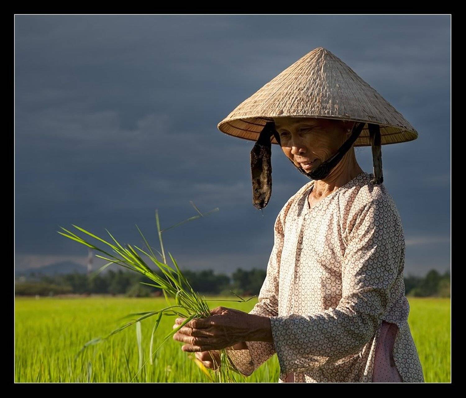 вьетнам, хой, ань, рис, поле, вьетнамка, Виктория Роготнева