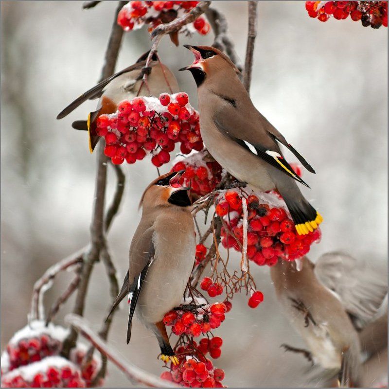 свиристель Из жизни свиристелей. фото превью