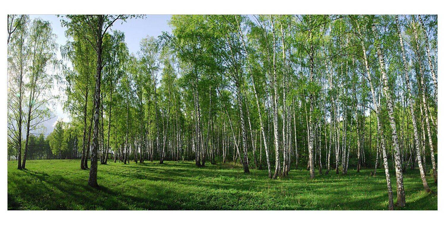 любовь, весна, березы, Попов Николай