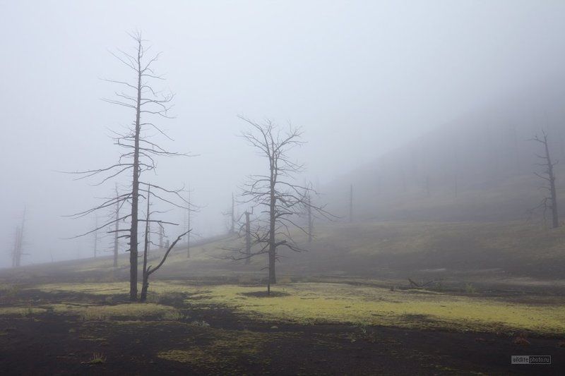 камчатка, толбачик, мёртвый лес Dead forest фото превью