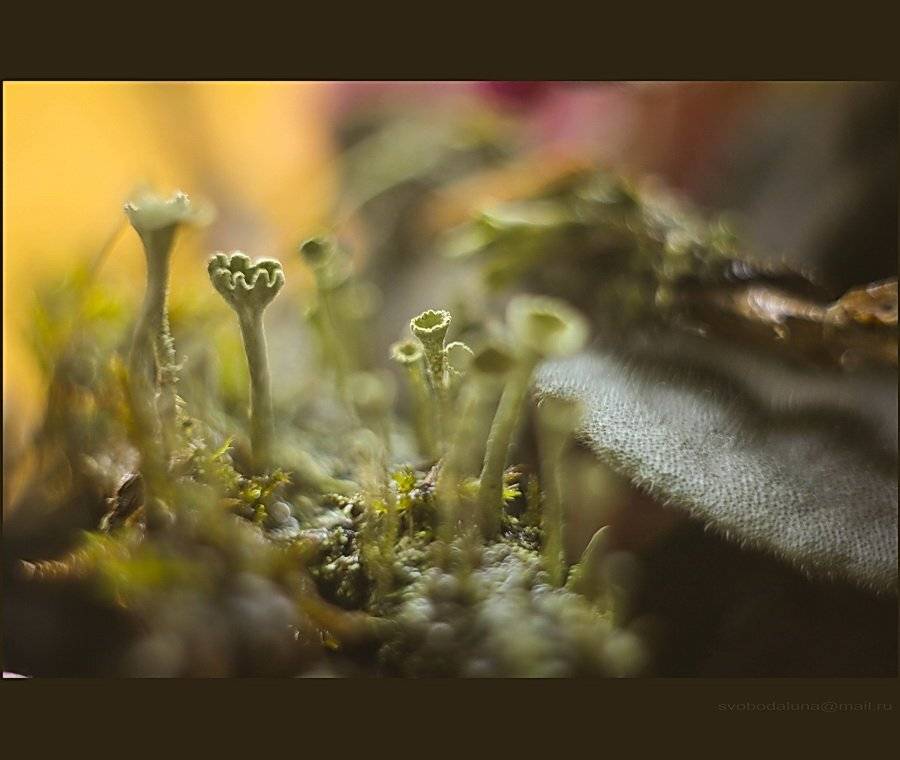Cladonia. Автор: Svoboda Andreeva , Svoboda Andreeva