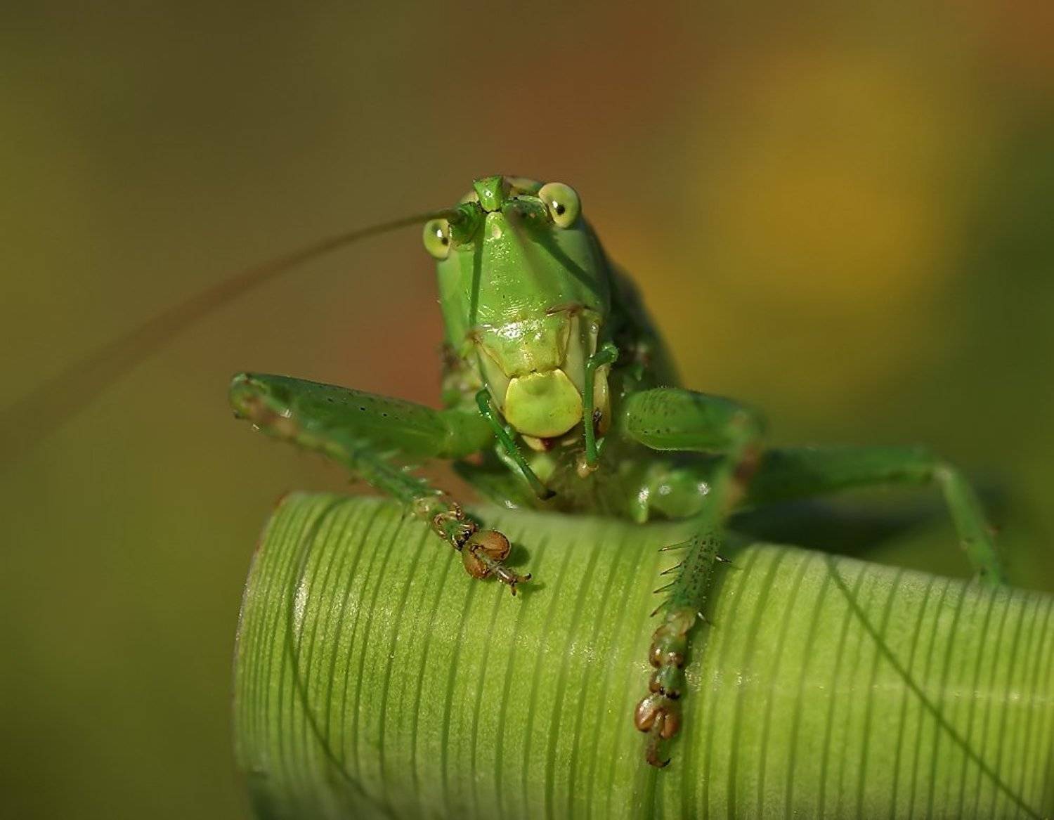 , Ирина Фурашова