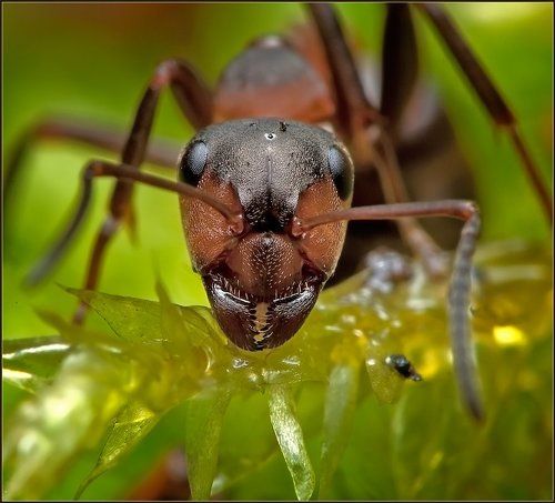 Муравьишка.