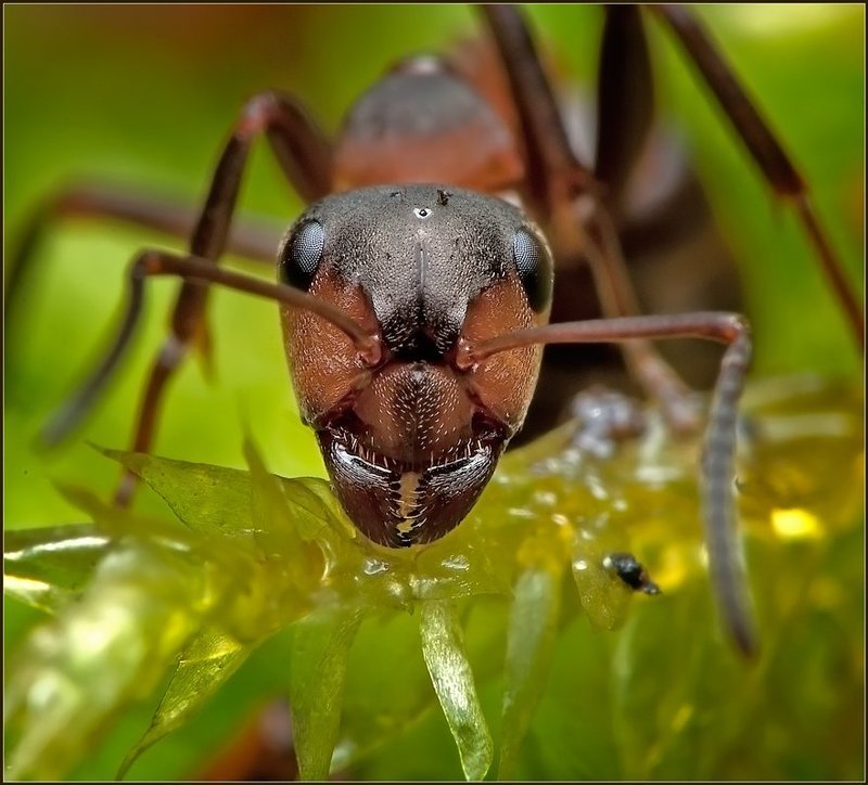 макро,муравей,фауна, Муравьишка. фото превью