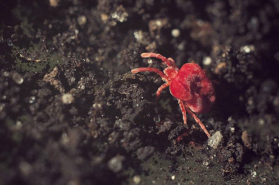 , Тимофеевский Валерий