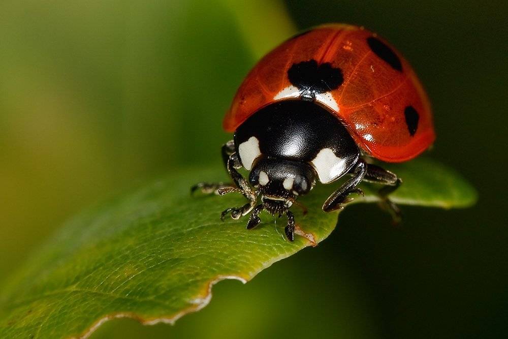 божья, коровка, Linas T