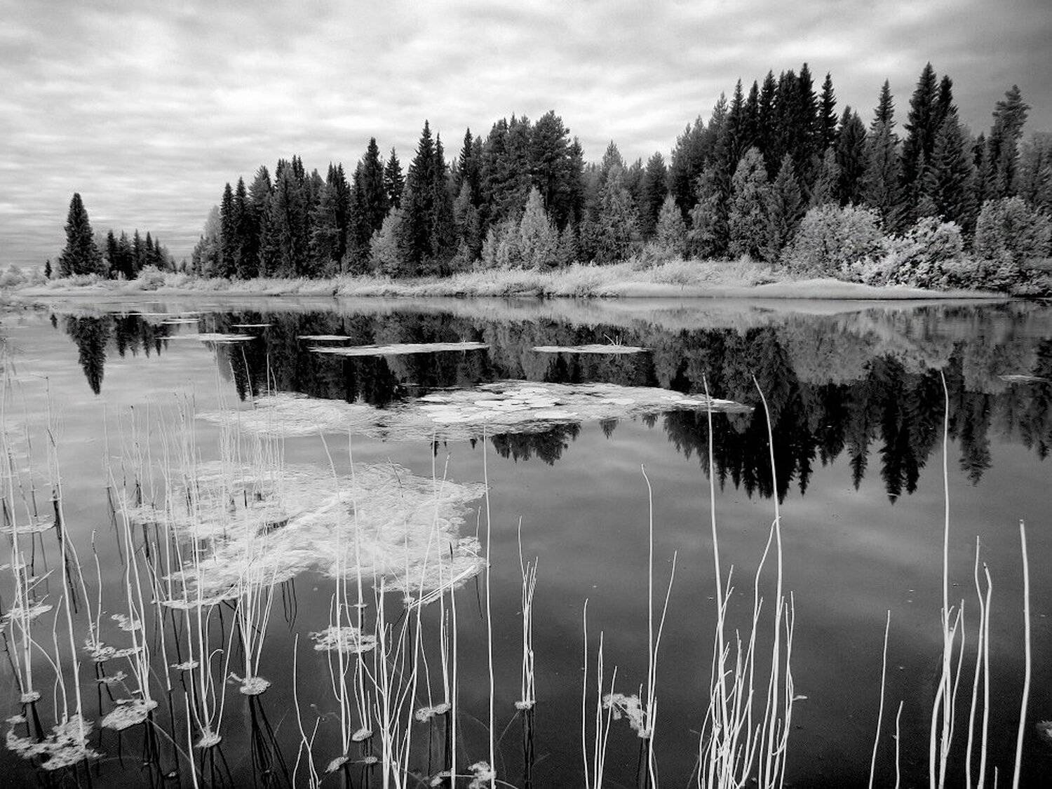 , Максим Евдокимов