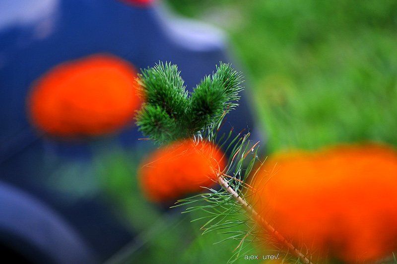 лето, цветы  фото превью